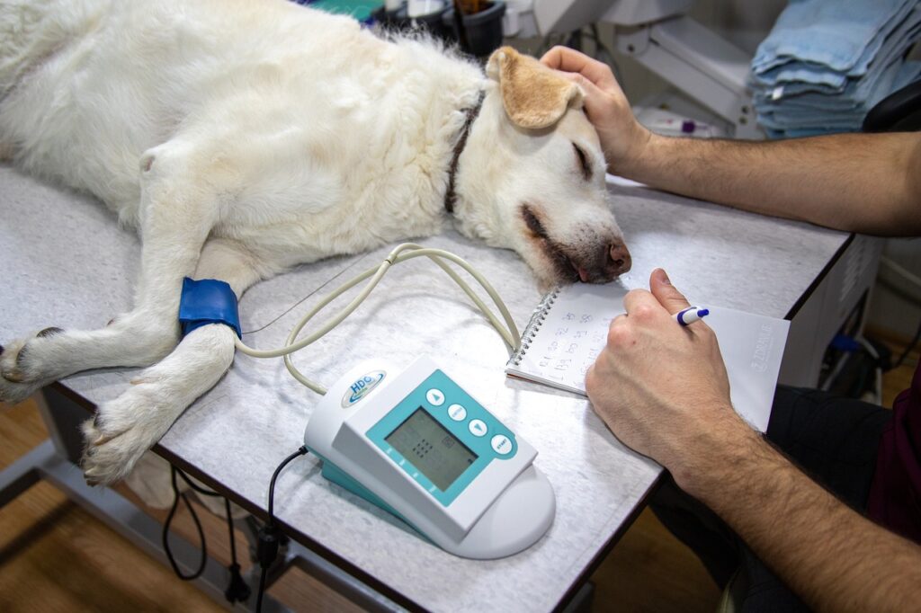 The Importance of Regular Vet Check-Ups for Your Pets