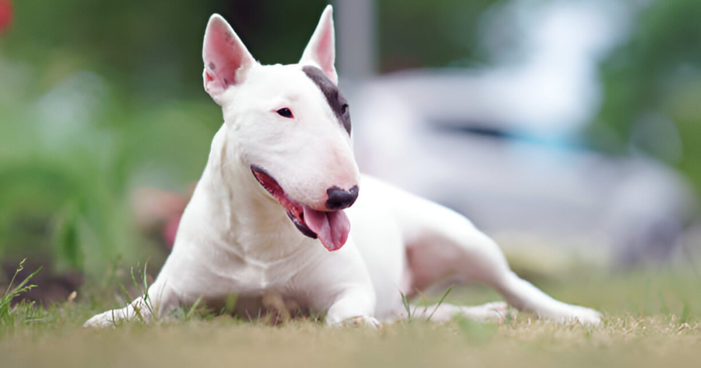 living with English Bull Terrier