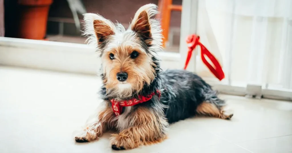 Top Small, Low-Shedding Dogs for Apartment Living