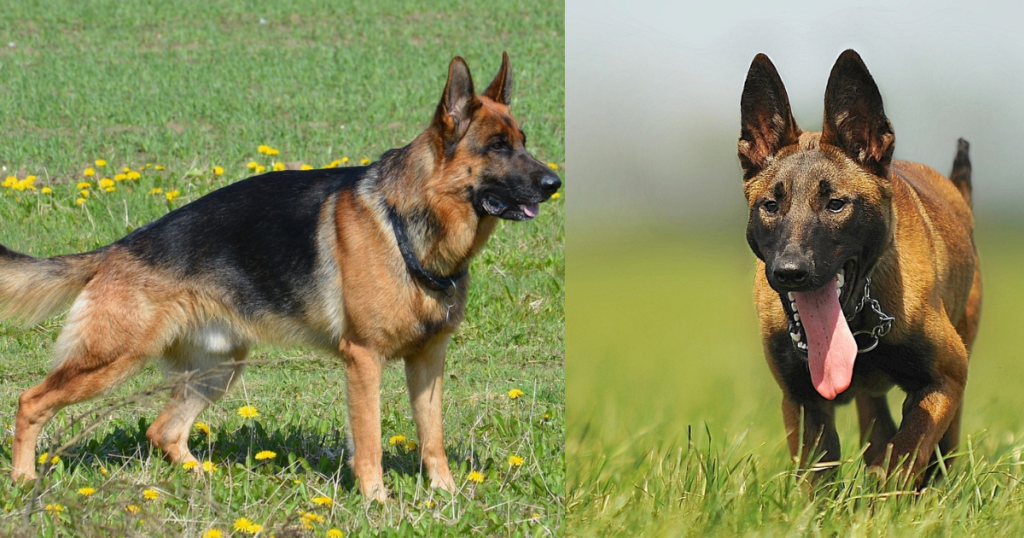 German Shepherd vs Malinois