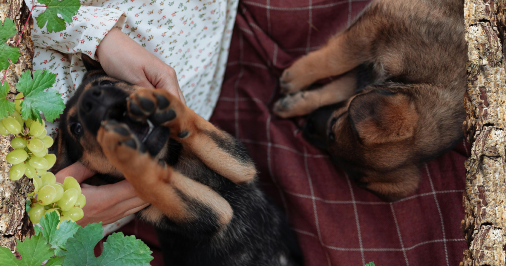 German Shepherd vs Belgian Malinois apartment living